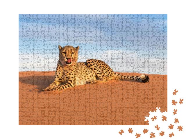 Cheetah in Kanaan N/Aan Ku Se Desert Retreat Camp... Jigsaw Puzzle with 1000 pieces