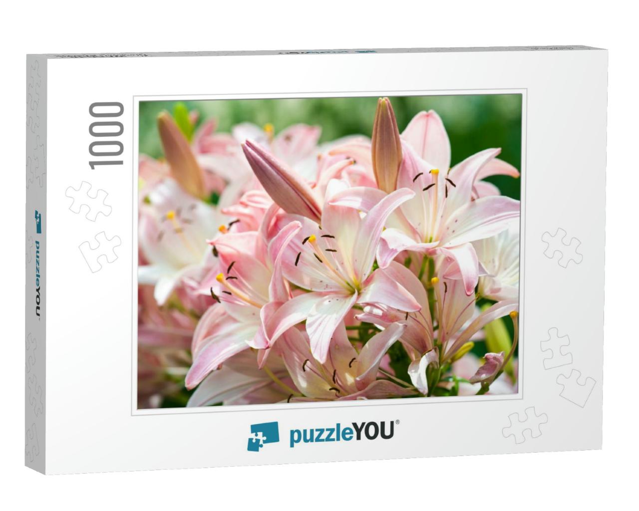 Lilies Lilium Lily - Flowers Are Large, Often Fragrant &... Jigsaw Puzzle with 1000 pieces