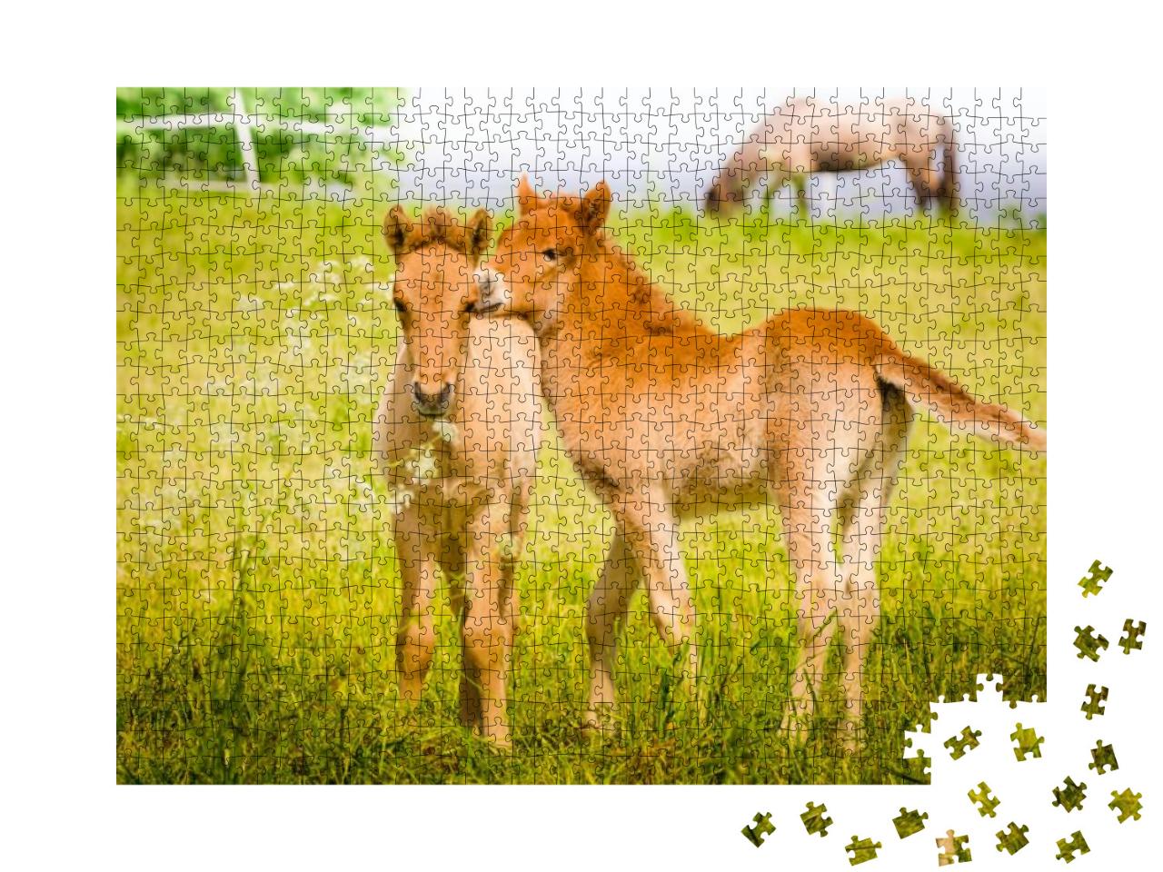 Cute Little Foal in the Meadow... Jigsaw Puzzle with 1000 pieces