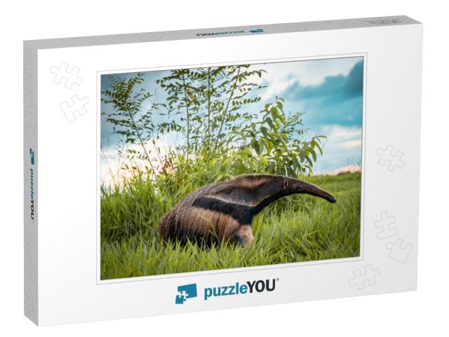 Beautiful Flag Anteater on a Bonito Farm in Brazil... Jigsaw Puzzle