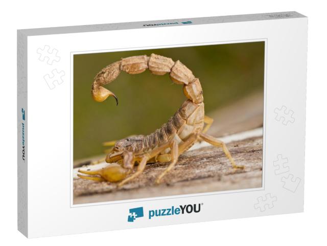 Close View Detail of a Buthus Scorpion Scorpio Occitanus... Jigsaw Puzzle