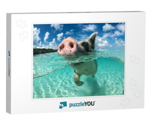 Wild, Swimming Pig on Big Majors Cay in the Bahamas... Jigsaw Puzzle