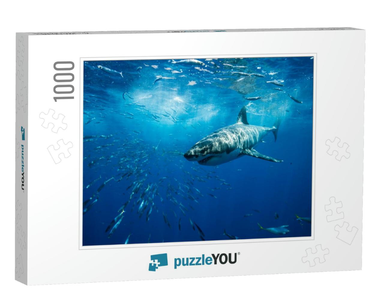 Great White Shark Guadalupe Island Mexico White Shark Big... Jigsaw Puzzle with 1000 pieces