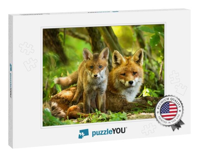 Enchanting Red Fox, Vulpes Vulpes, Family Resting in Gree... Jigsaw Puzzle