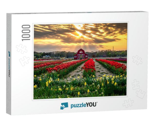 Tulip Growing Farm At Sunset. Sunset Tulip Farm. Tulip Fa... Jigsaw Puzzle with 1000 pieces