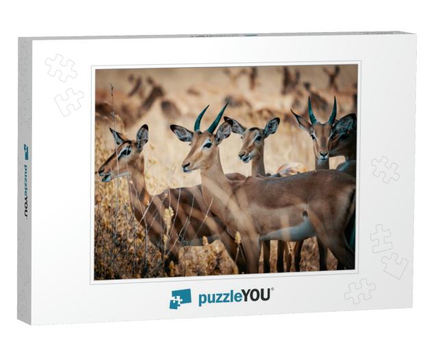 Group of Impala Antelopes Standing in the High Grass of C... Jigsaw Puzzle