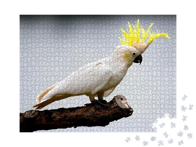Cockatoo... Jigsaw Puzzle with 1000 pieces