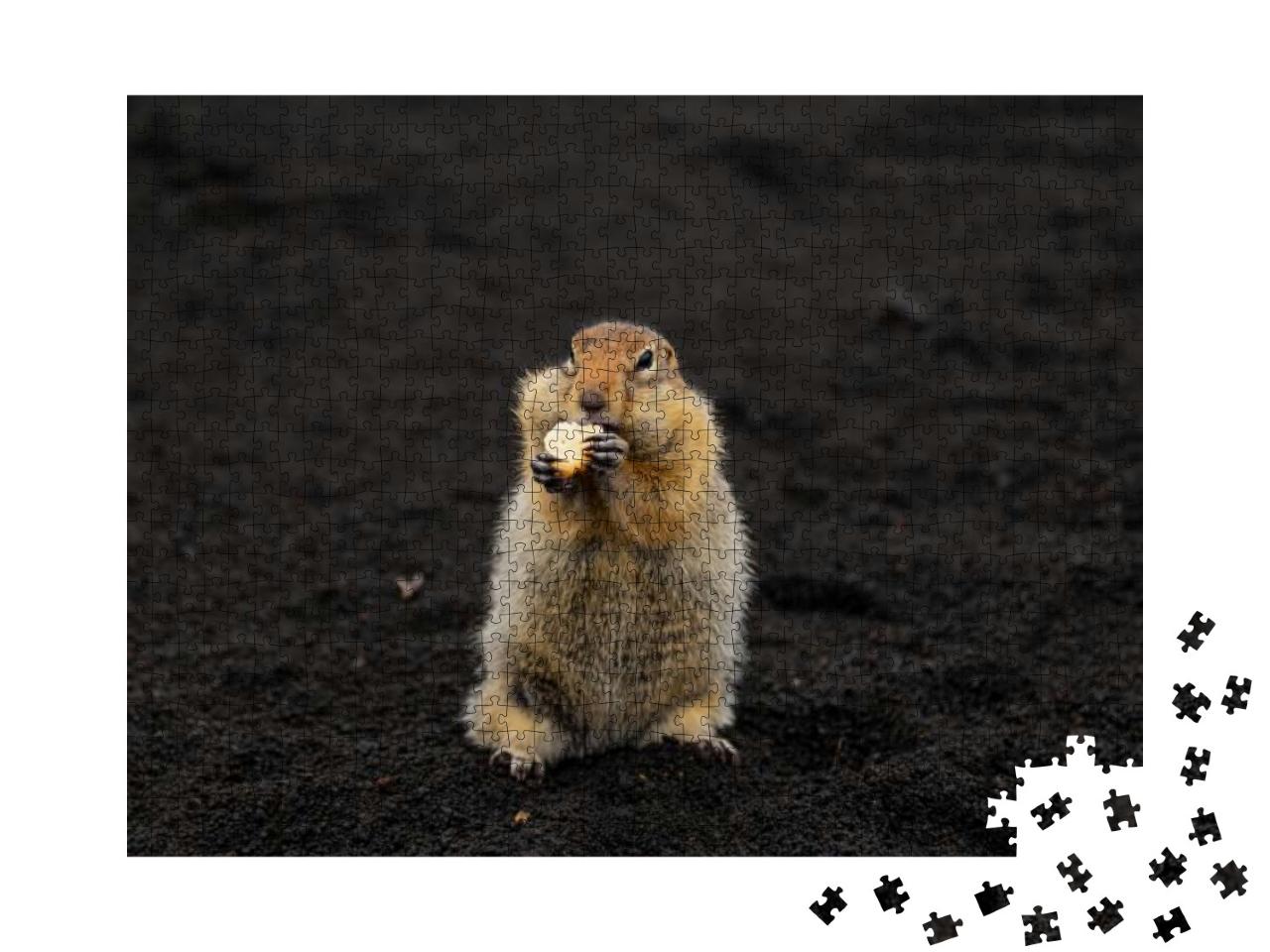 A Charming Gopher Stands on Volcanic Sand & Looks Directl... Jigsaw Puzzle with 1000 pieces