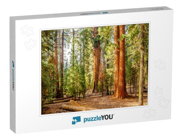 Sequoia National Park At Autumn. California, United State... Jigsaw Puzzle