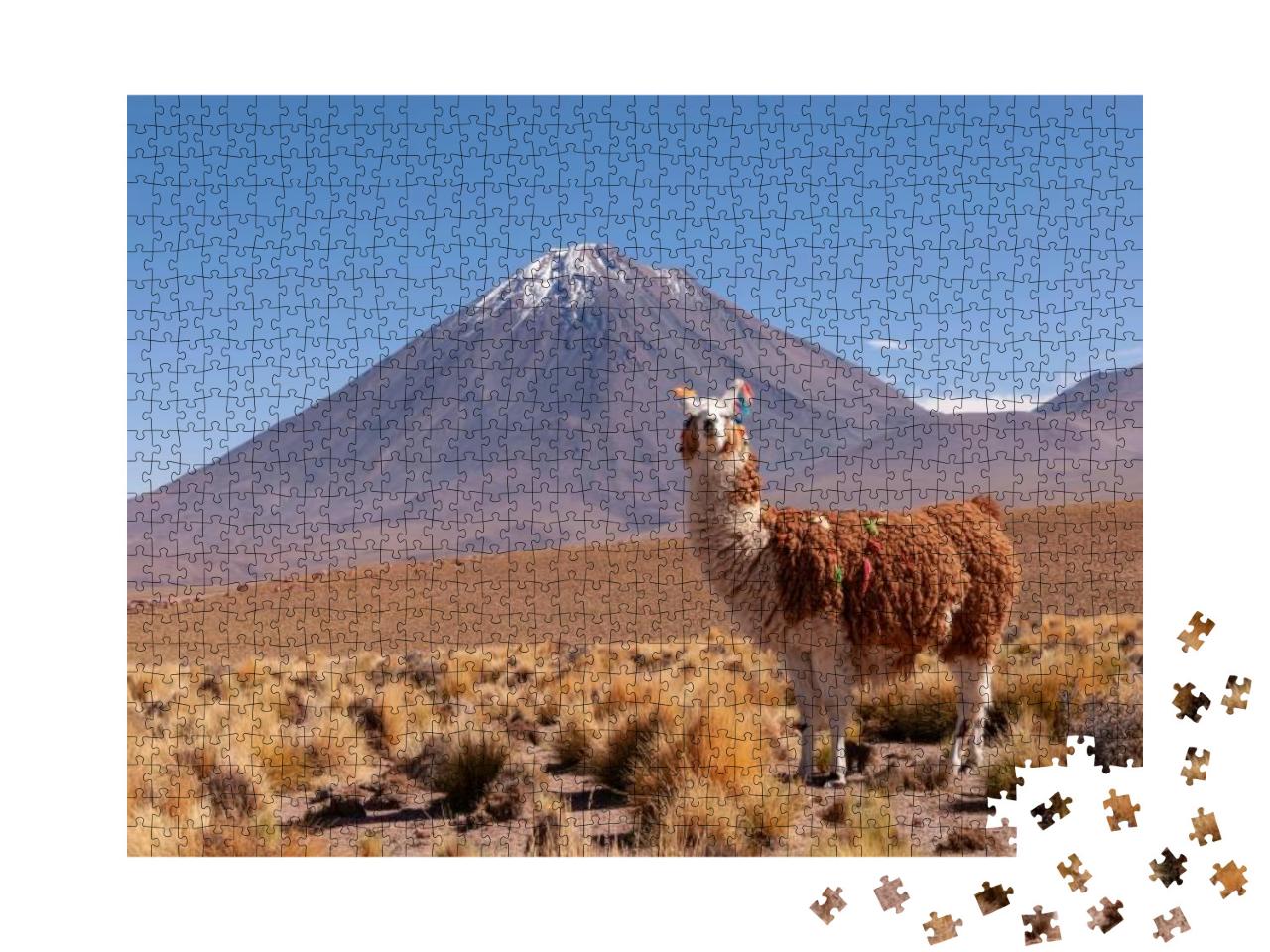A Llama Lama Glama & Licancabur Volcano in Bolivia - Chil... Jigsaw Puzzle with 1000 pieces