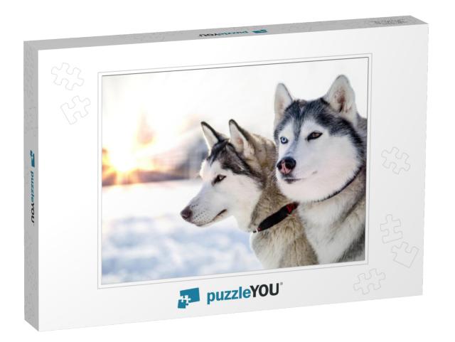 Two Siberian Husky Dogs Looks Around. Husky Dogs Has Blac... Jigsaw Puzzle