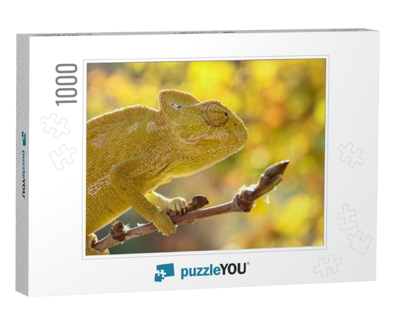 Common Chameleon Chamaeleo Chameleon in Southern Turkey... Jigsaw Puzzle with 1000 pieces