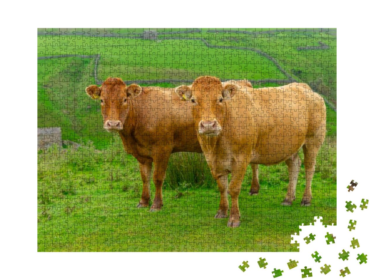Two Beautiful Limousin Cows on the High Fells Near Keld i... Jigsaw Puzzle with 1000 pieces