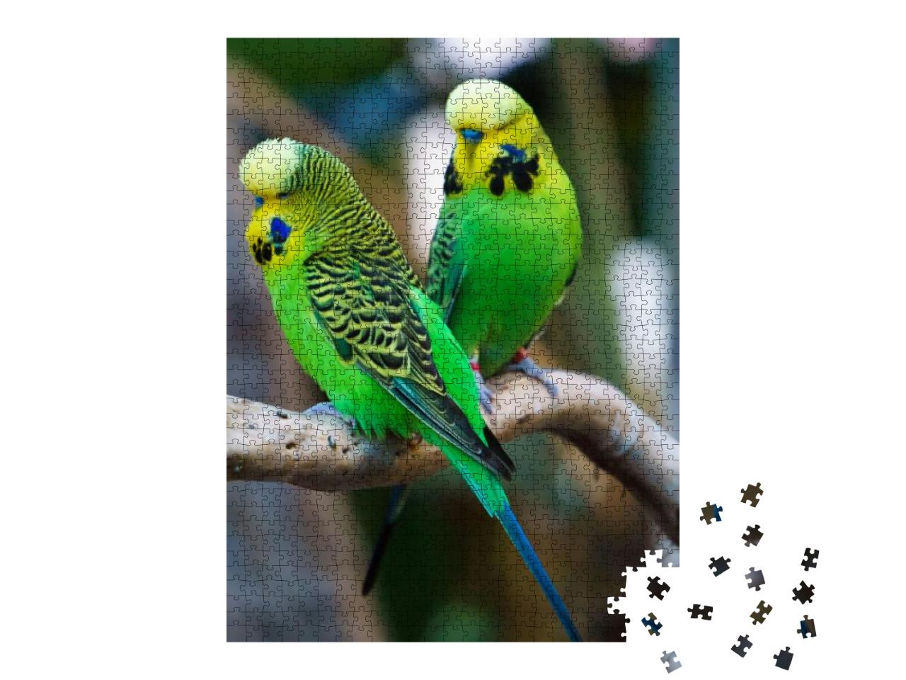Two Budgerigars Parrot Birds Nicknamed the Budgie or the... Jigsaw Puzzle with 1000 pieces