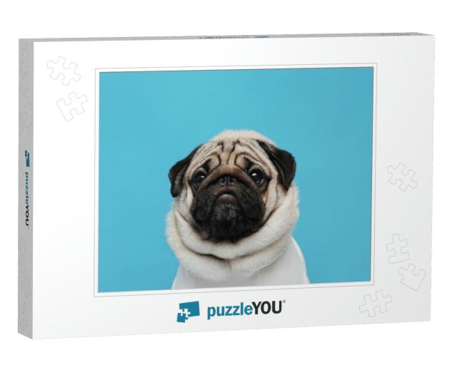 Adorable Dog Pug Breed Making Angry Face & Serious Face o... Jigsaw Puzzle