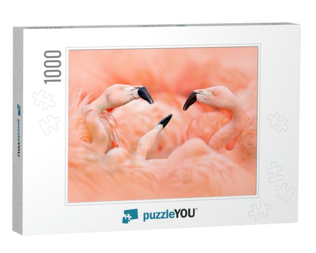 Fight of American Flamingos, Phoenicopterus Rubernice, Pi... Jigsaw Puzzle with 1000 pieces