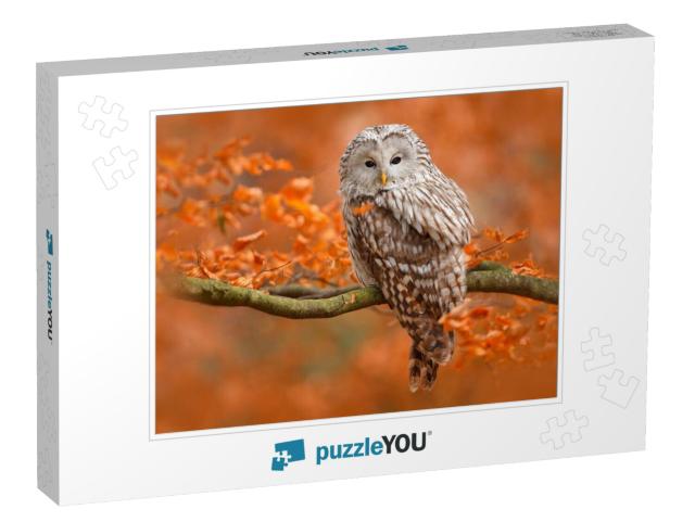 Autumn in Nature with Owl. Ural Owl, Strix Uralensis, Sit... Jigsaw Puzzle