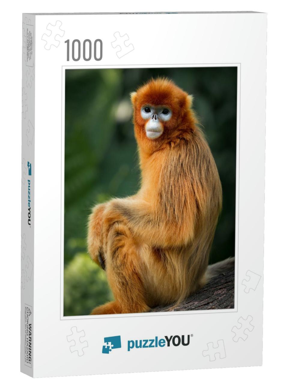 The Snub Nosed Monkey Portrait... Jigsaw Puzzle with 1000 pieces