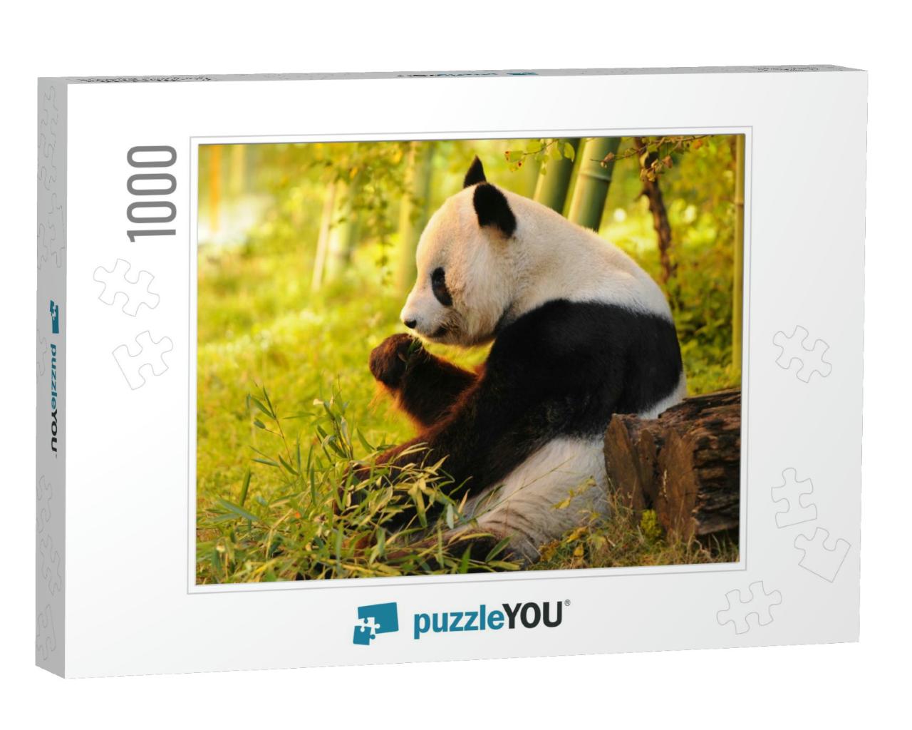 Big Panda Sitting on the Forest Floor Eating Bamboo... Jigsaw Puzzle with 1000 pieces