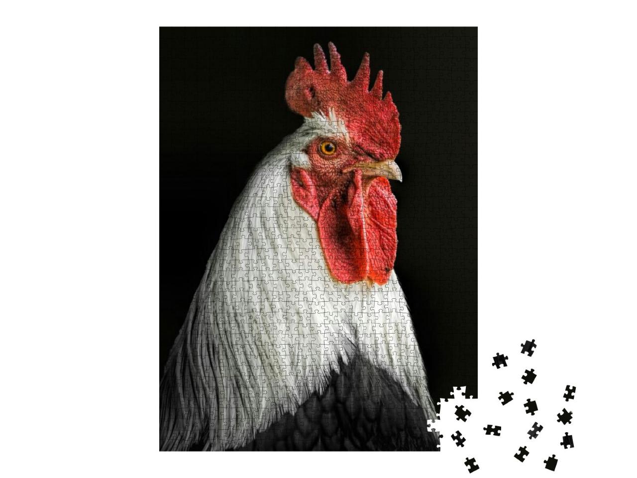 Portrait of a Rooster with a Black Background... Jigsaw Puzzle with 1000 pieces