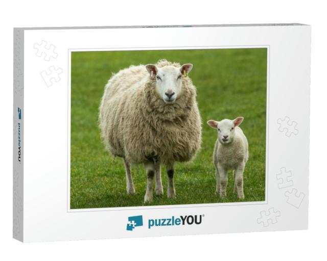 Ewe, a Female Sheep with Her Young Lamb, Both Facing Forw... Jigsaw Puzzle
