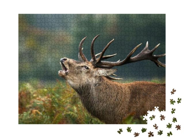 Close Up of a Red Deer Stag Roaring During Rutting Season... Jigsaw Puzzle with 1000 pieces