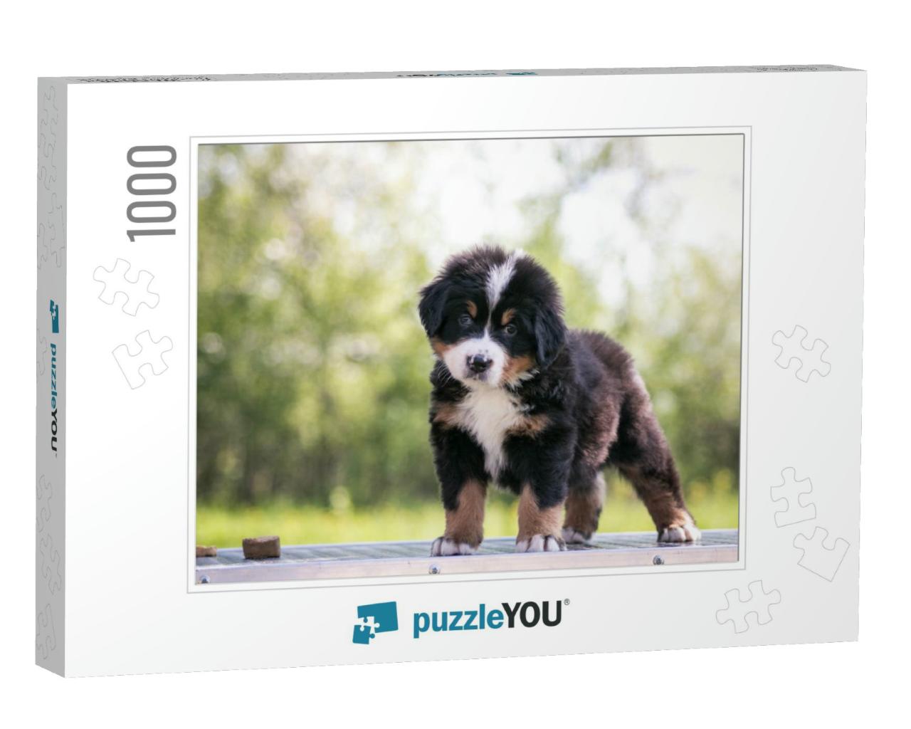 Bernese Mountain Dog Puppy Outside. So Cute & Small Berne... Jigsaw Puzzle with 1000 pieces