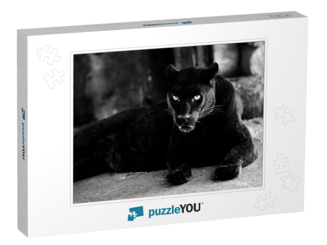 Beautiful Black Panther. Big Cat. Animal World... Jigsaw Puzzle