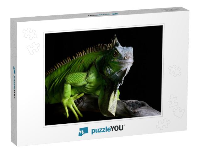 Big Green Iguana on Isolated Black Background... Jigsaw Puzzle