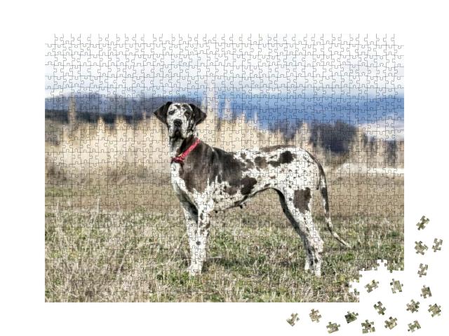 Female Harlequin Great Dane Also Called German Mastiff... Jigsaw Puzzle with 1000 pieces