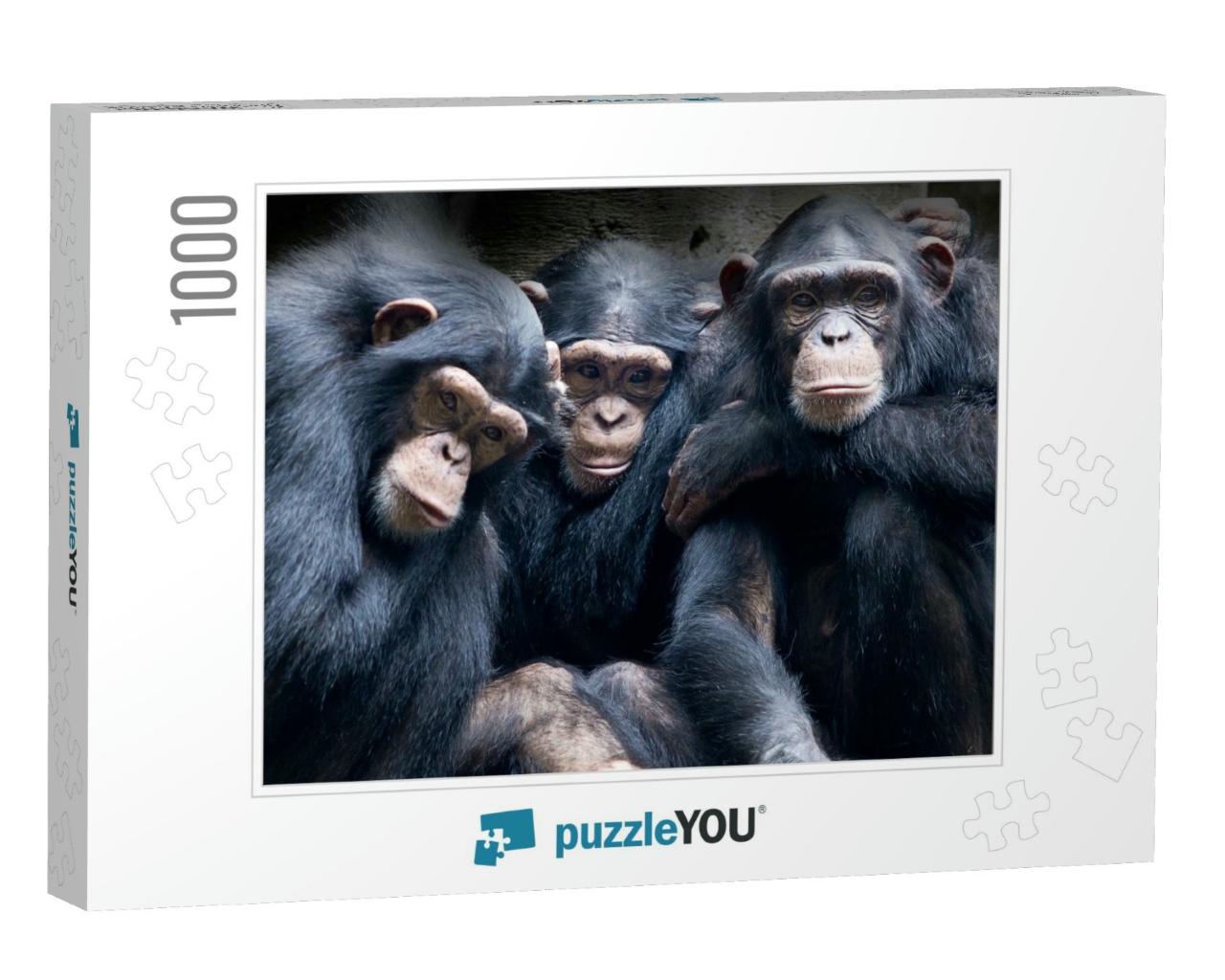 Chimpanzee Consists of Two Extant Species Common Chimpanz... Jigsaw Puzzle with 1000 pieces
