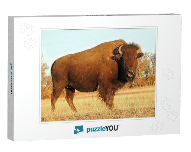 American Bison Standing in a Field Looking At the Camera... Jigsaw Puzzle