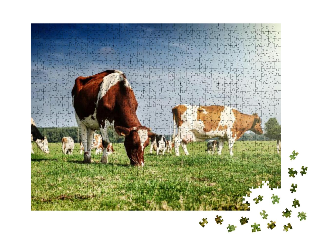 Herd of Cows At Summer Green Field... Jigsaw Puzzle with 1000 pieces
