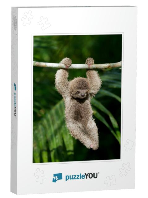 Cute Baby Sloth Hanging from Tree Branch... Jigsaw Puzzle