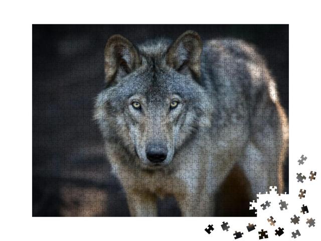 Close Up Portrait of a Grey Wolf Canis Lupus Also Known a... Jigsaw Puzzle with 1000 pieces