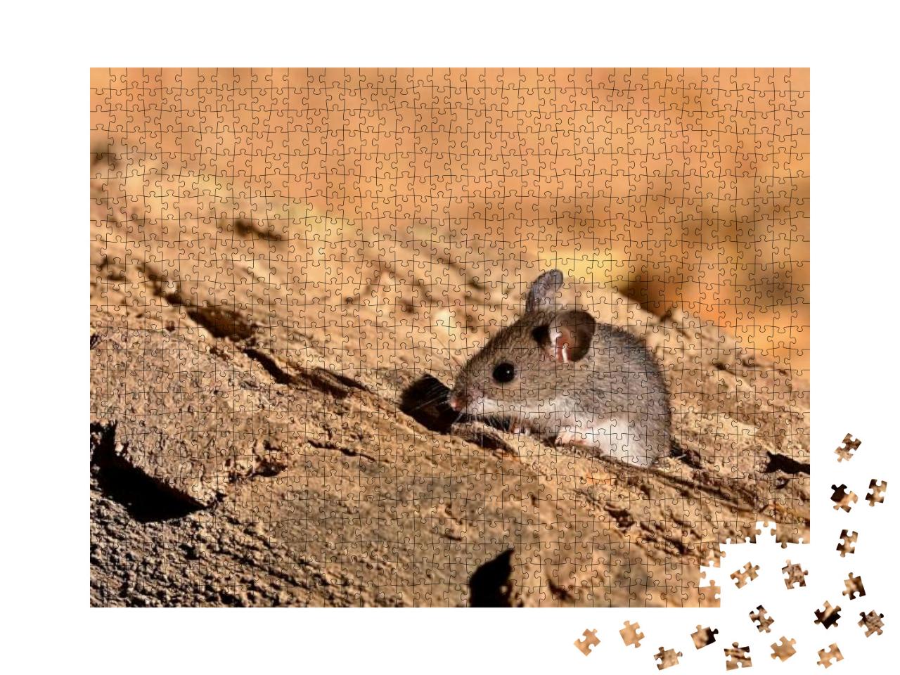 The Deer Mouse Peromyscus Maniculatus is Rodent, Common M... Jigsaw Puzzle with 1000 pieces