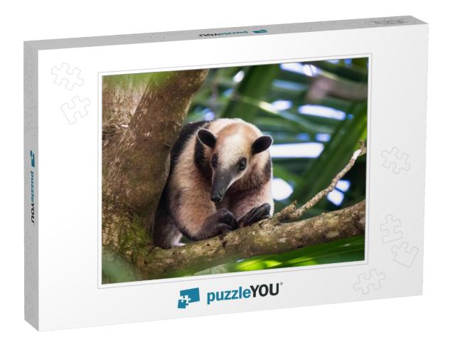 Tree Anteater Costa Rica Wild... Jigsaw Puzzle