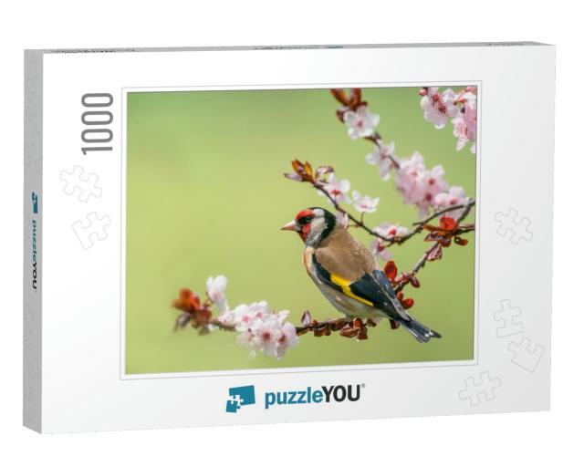 Goldfinch, Carduelis Carduelis, Single Bird on Blossom... Jigsaw Puzzle with 1000 pieces