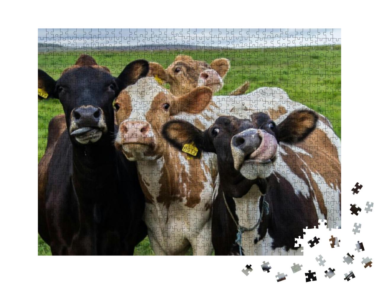 Four Funny Cows Looking At the Camera... Jigsaw Puzzle with 1000 pieces