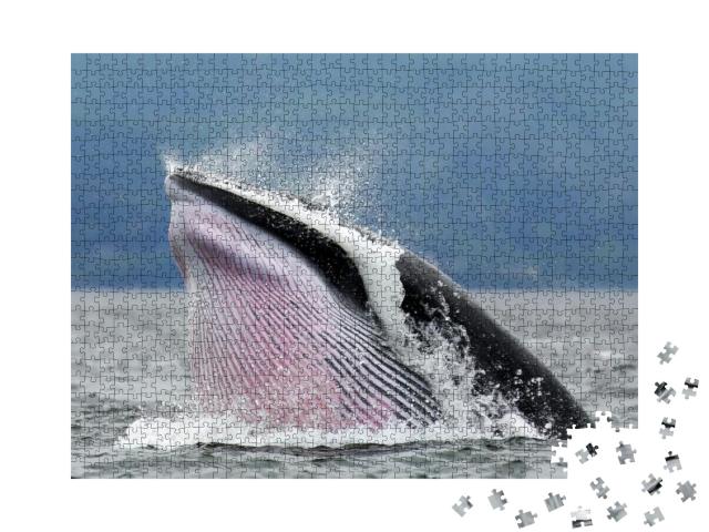 Minke Whale Photography At Tadoussac Quebec... Jigsaw Puzzle with 1000 pieces