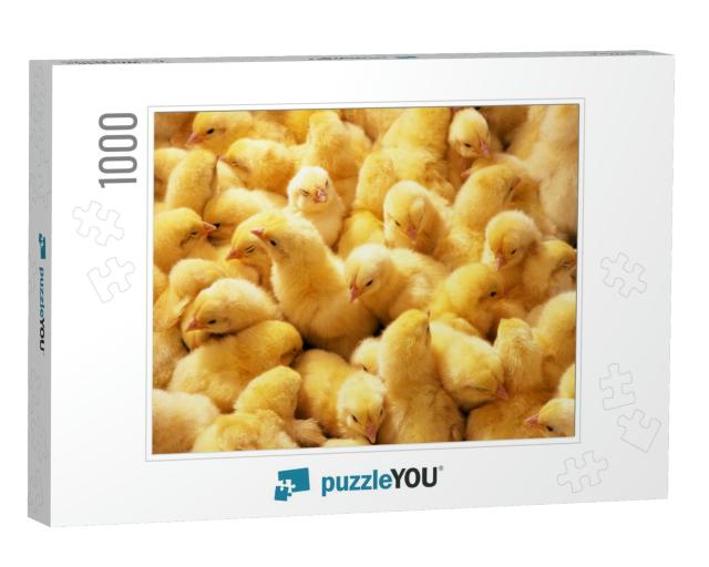 Photo Hatched Chicks Closeup... Jigsaw Puzzle with 1000 pieces