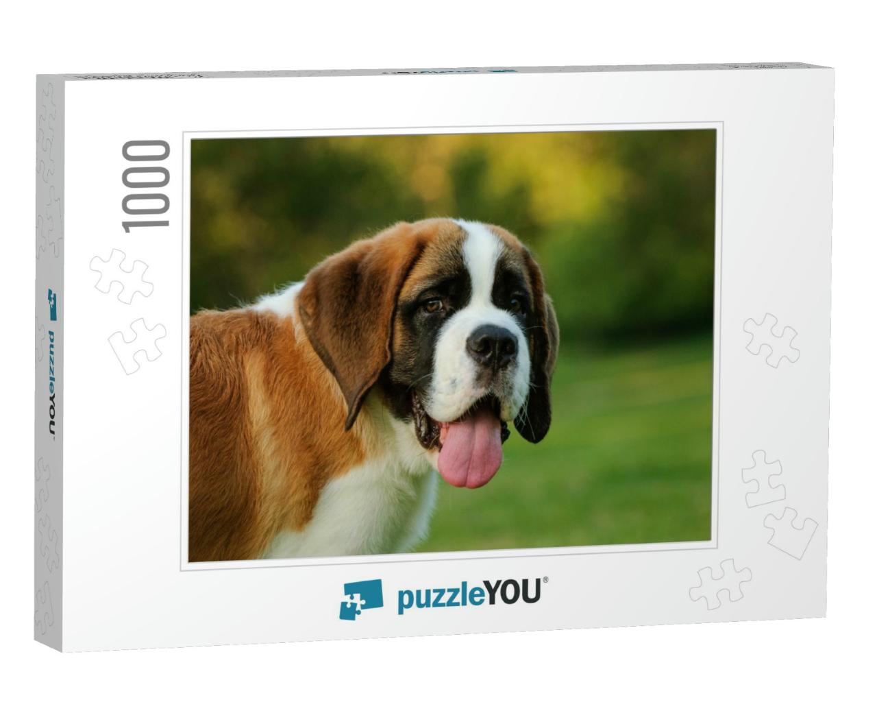 Portrait of Saint Bernard Puppy in the Park... Jigsaw Puzzle with 1000 pieces