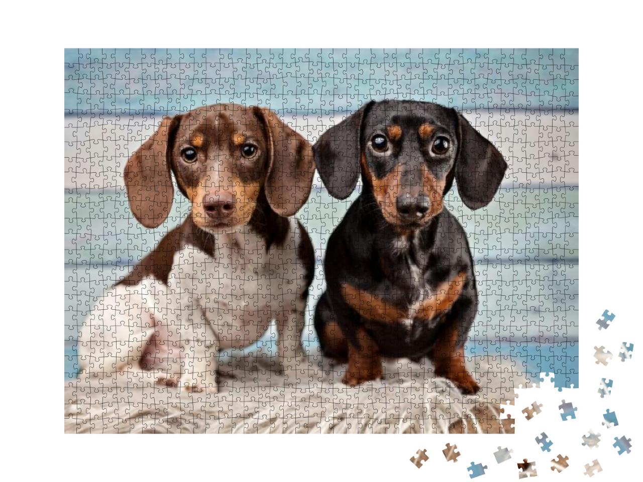 Portrait of Two Dachshunds on Blue Wood Background... Jigsaw Puzzle with 1000 pieces