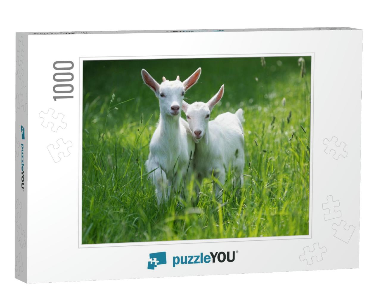 Two Baby Goat Kids Stand in Long Summer Grass... Jigsaw Puzzle with 1000 pieces