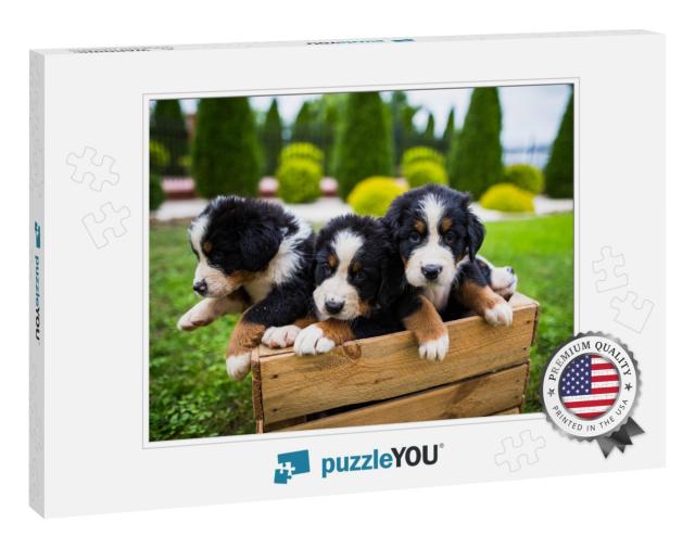 Young Bernese Mountain Dogs in Wooden Box, Bernese Mounta... Jigsaw Puzzle