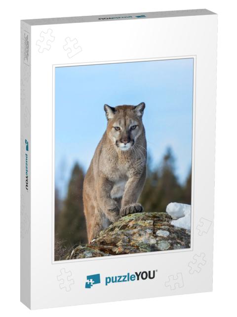 Cougar or Mountain Lion Puma Concolor Walking on Top of R... Jigsaw Puzzle