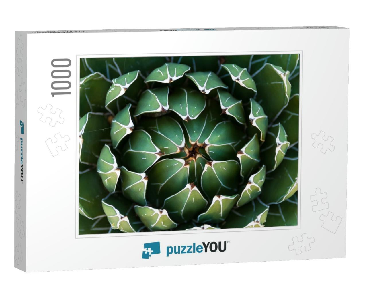 Beautiful Close-Up of a Flowering Green Victoria Agave Ca... Jigsaw Puzzle with 1000 pieces
