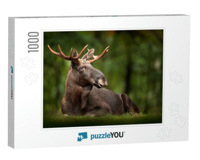 Elk or Moose, Alces Alces in the Dark Forest During Rainy... Jigsaw Puzzle with 1000 pieces