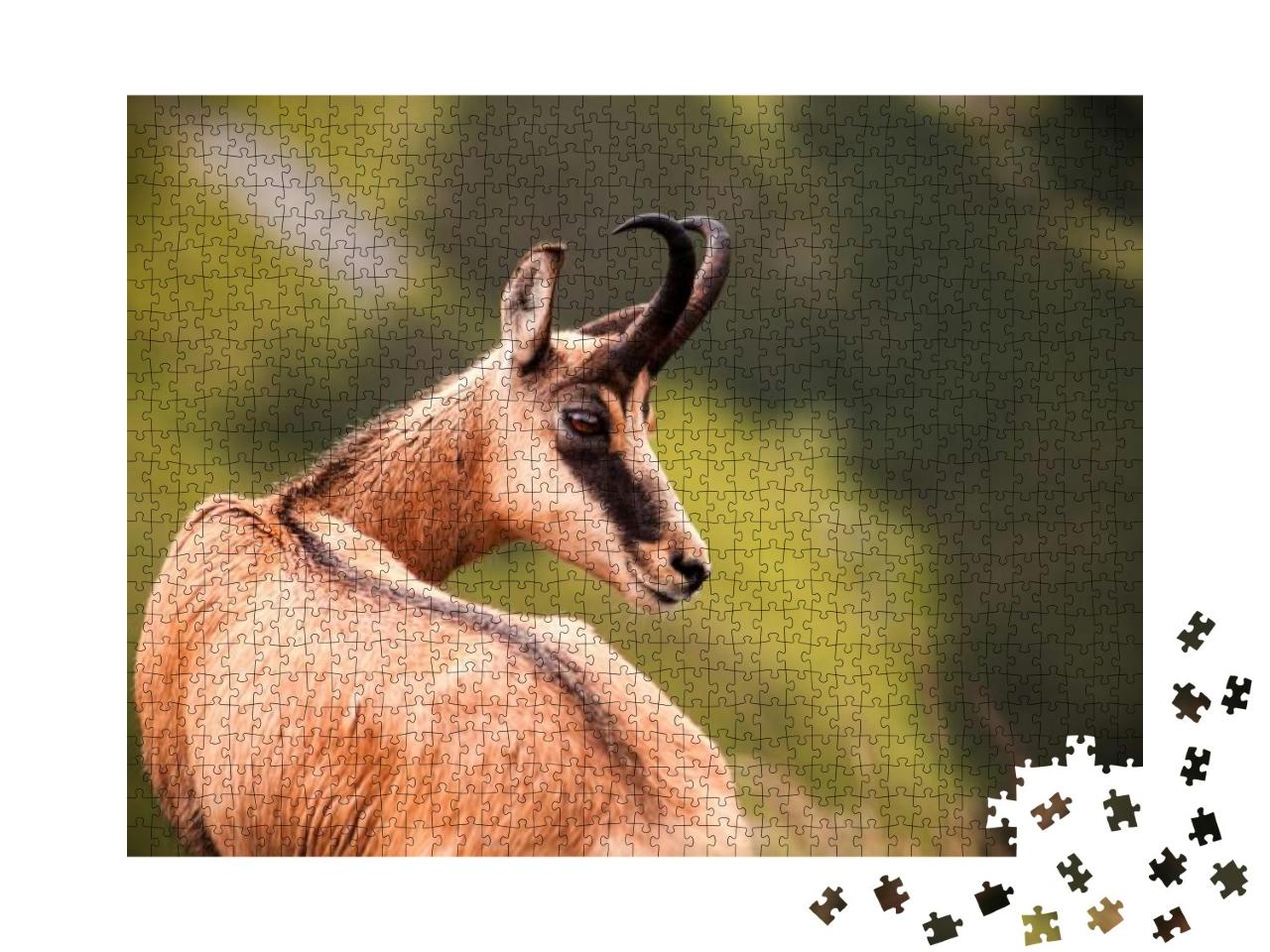 Portrait of Chamois, Wild Chamois in Nature... Jigsaw Puzzle with 1000 pieces