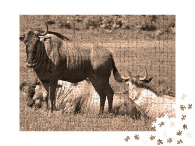 The Wildebeest or Wildebai, Also Called the Gnu is an Ant... Jigsaw Puzzle with 1000 pieces